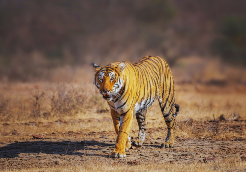 4 Days Golden Triangle Tour with Ranthambore