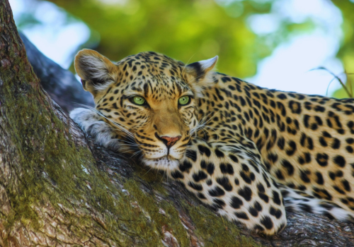 5 Day Golden Triangle with Leopard Safari