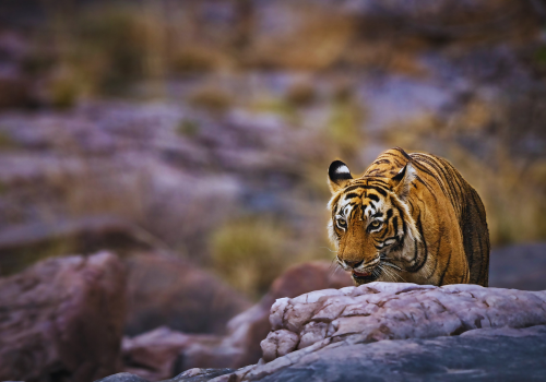 6 Days Golden Triangle Tour with Ranthambore