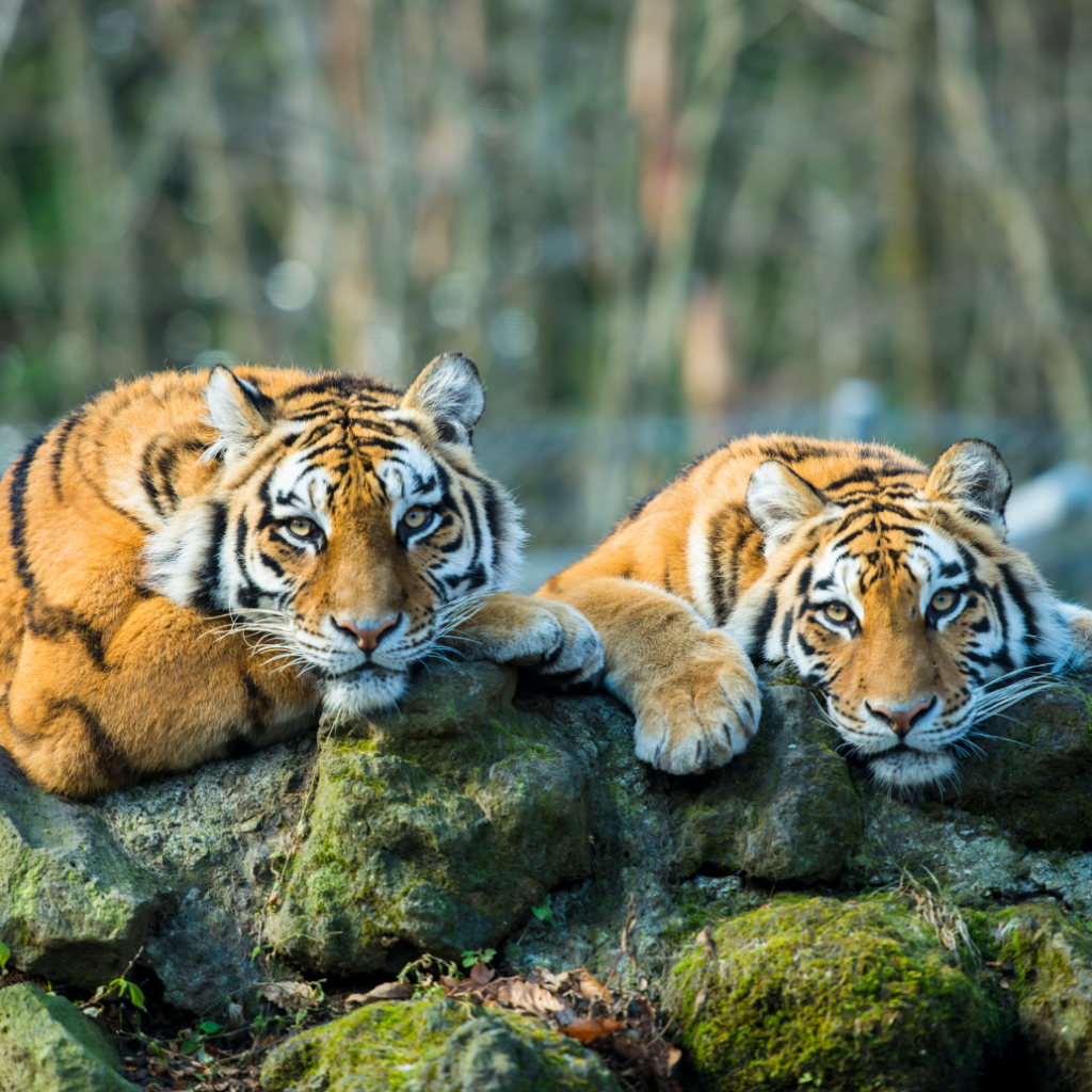4 Days Golden Triangle Tour with Ranthambore