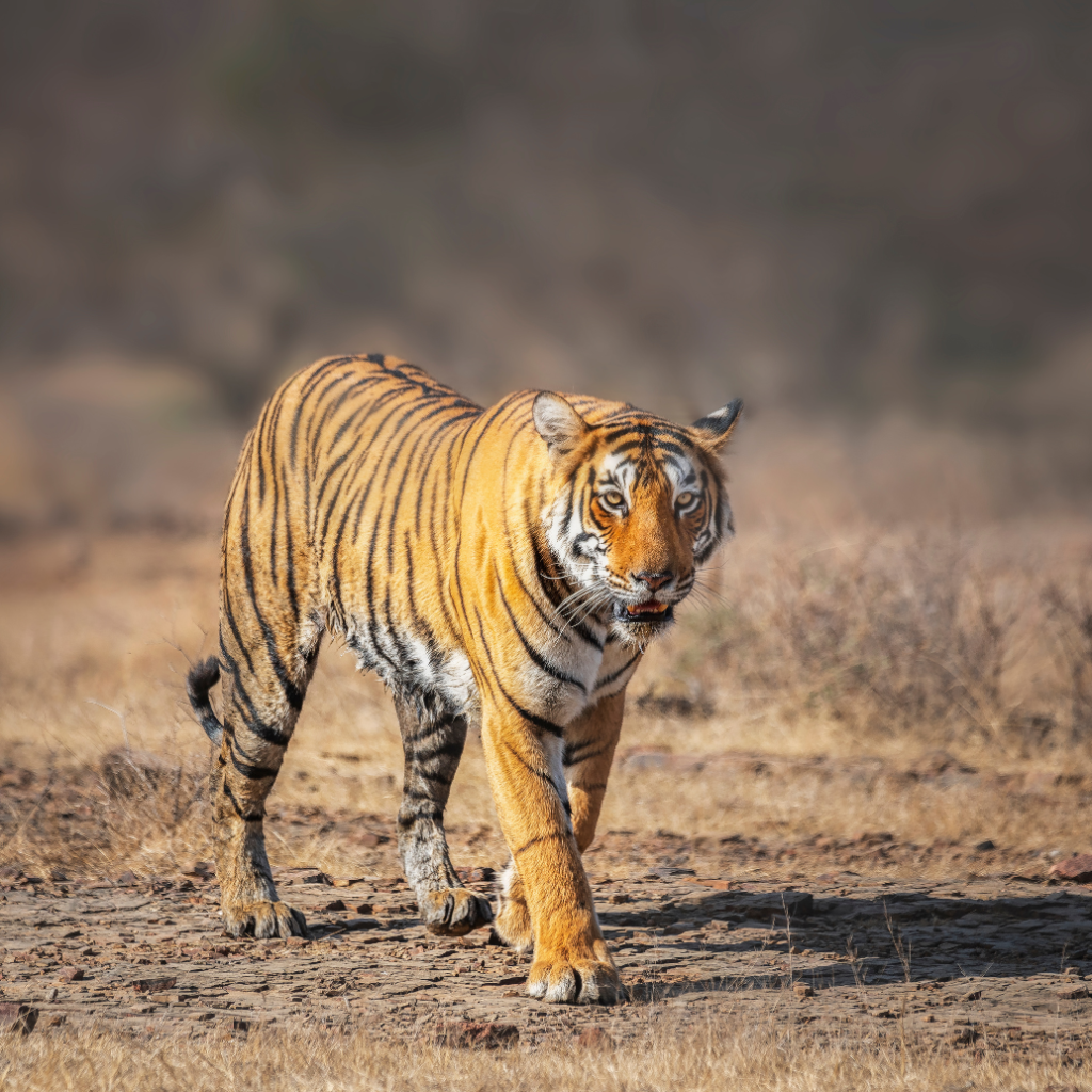 6 days Golden Triangle Tour with Ranthambore