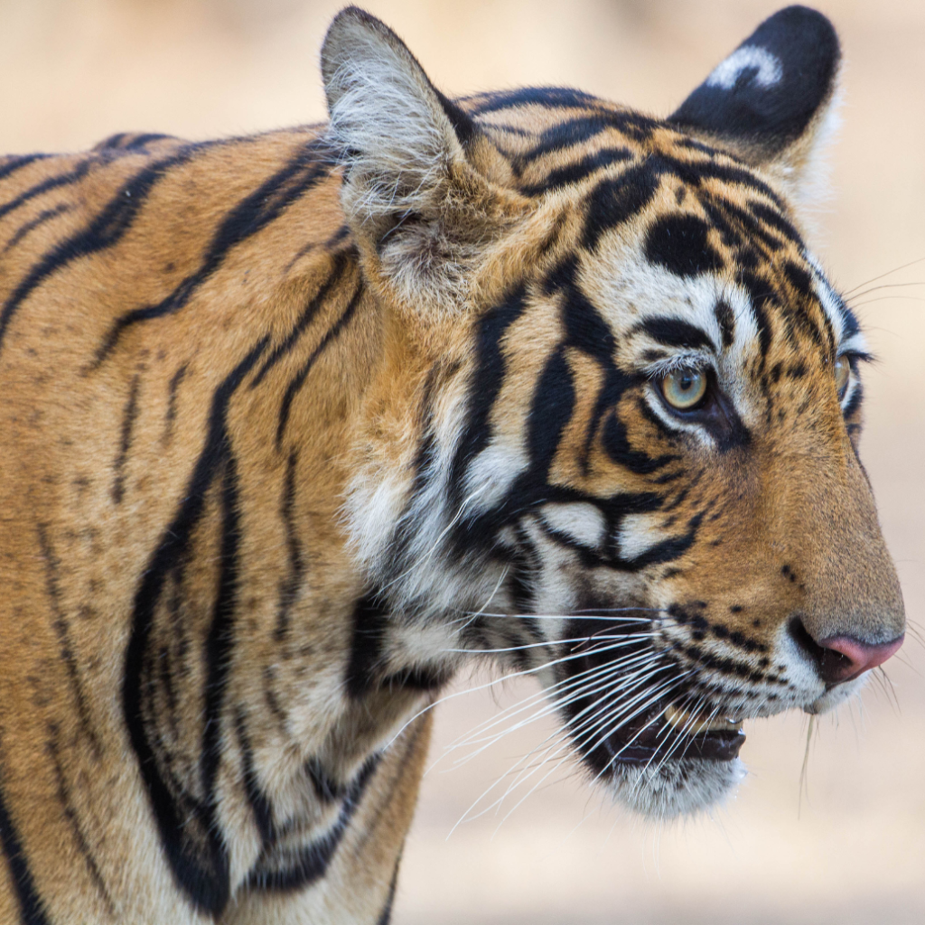 7 Day Golden Triangle Tour with Ranthambore