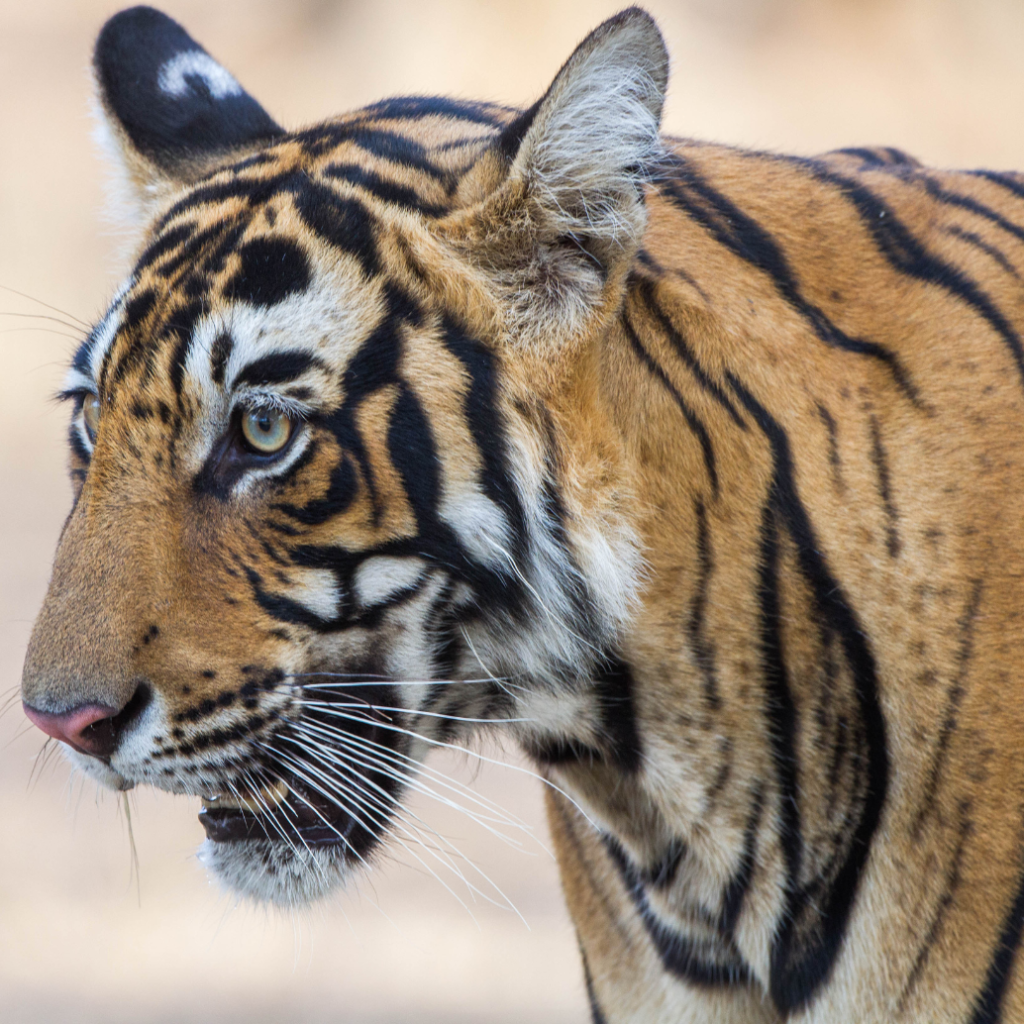 7 Day Golden Triangle Tour with Ranthambore
