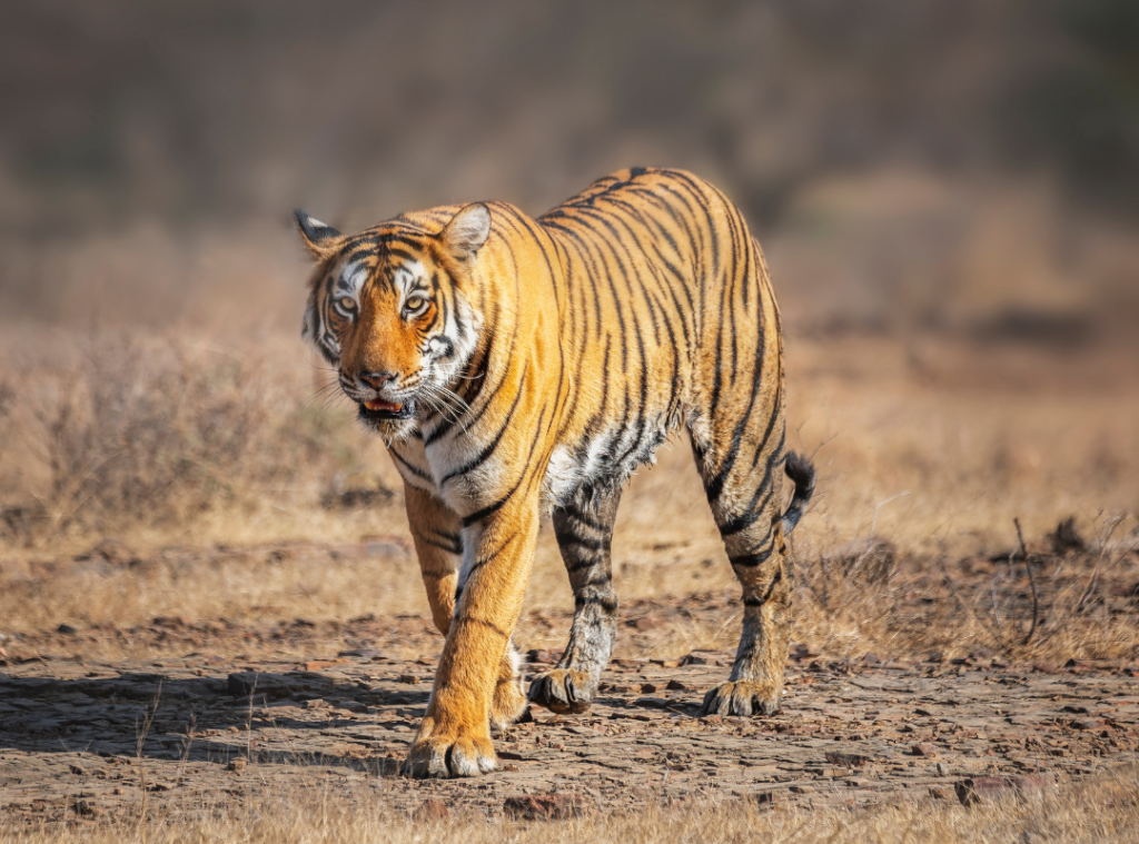 Rajasthan Tour with Wildlife