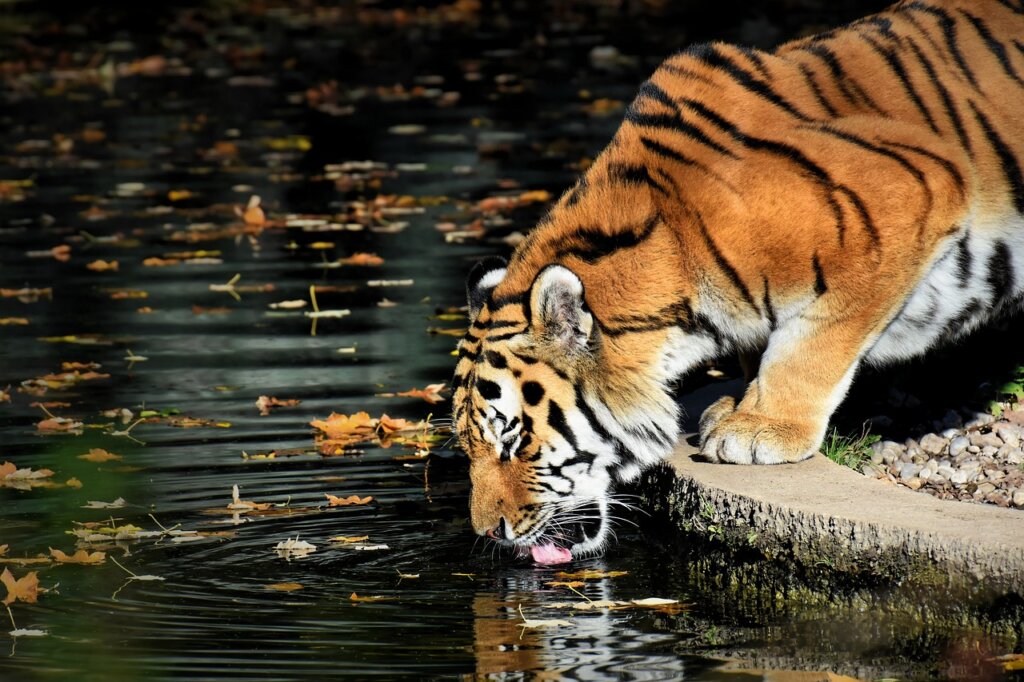 8 Day Golden Triangle with Wildlife Tour