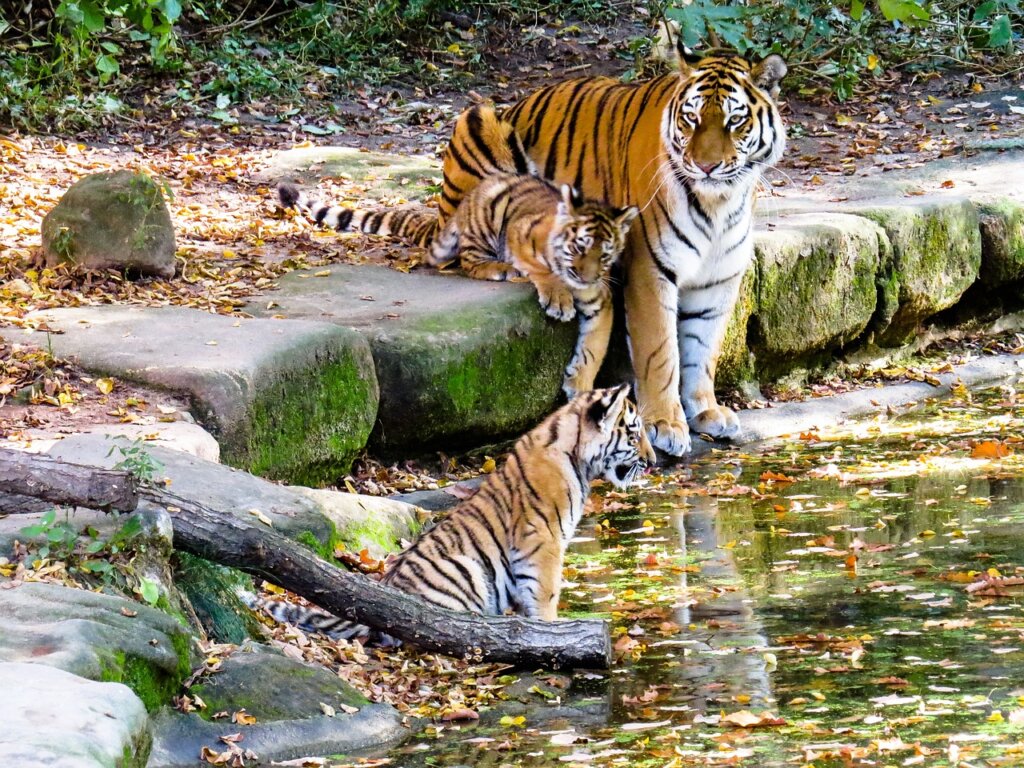 8 Day Golden Triangle with Wildlife Tour